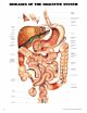 Anatomical Chart Diseases of the Digestive System 20 X 26 Inch Plastic Wall Mount Laminated