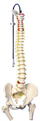 Flexible Spine with Femur Heads Model 6 lbs.