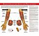 Anatomical Chart Blood Collection 17 X 22 Inch Laminated