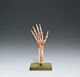 Hand and Wrist Functional Model Life Size SOMSO-Plast