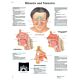 Anatomical Chart 3B Scientific® Rhinitis and Sinusitis 19-7/10 X 26-2/5 Inch UV Resistant Paper Laminated