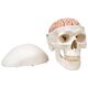 Human Skull with 5 part Brain Model 3B Scientific® 2.43 lbs. Plastic